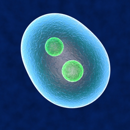 Core cell duplication human bodyの写真素材