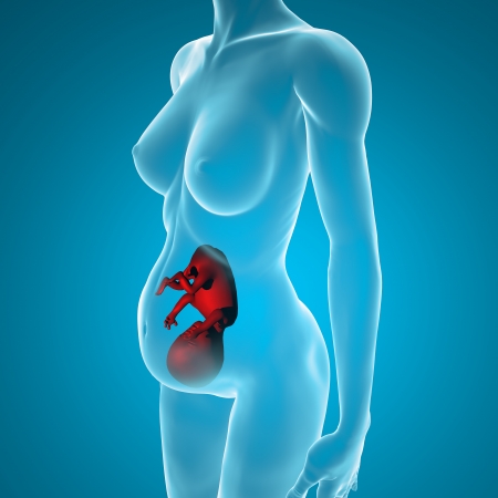 Pregnant woman s womb fetus pregnancy childbirthの写真素材