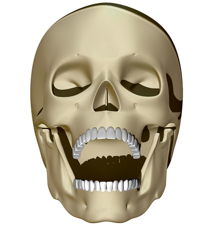 Skull seen from the front with an open mouthの写真素材
