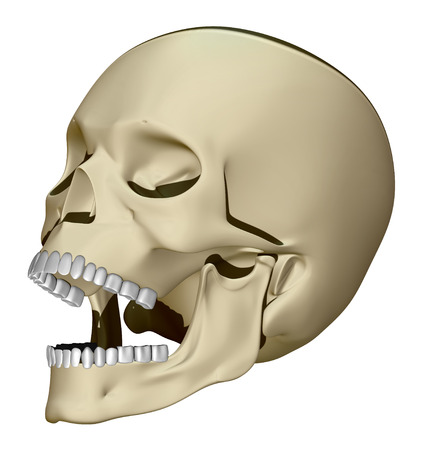 Skull viewed from the side with his mouth openの写真素材