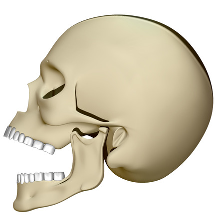 Skull viewed from the side with his mouth openの写真素材
