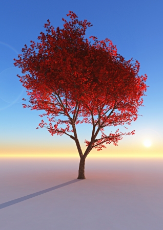 Colorful Autumn treeの写真素材