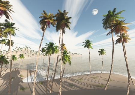 Island, palm trees, sandの写真素材