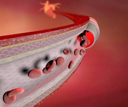 Section of a blood vessel, artery, red blood cells, heartの写真素材