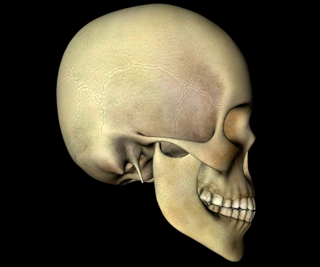 Skull anatomy head profileの写真素材