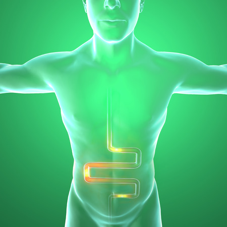 Men s anatomy, digestive system の写真素材