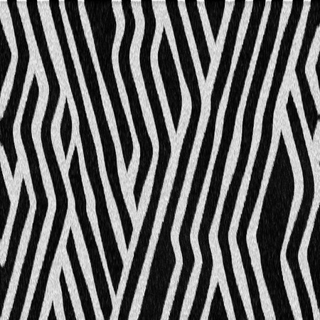 Spotted black and white texture zebraの写真素材