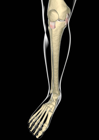 Knee ligaments, tendons, x-ray の写真素材