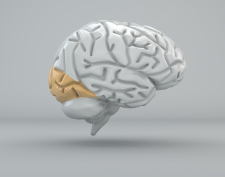 Brain, occipital lobe, divisionの写真素材