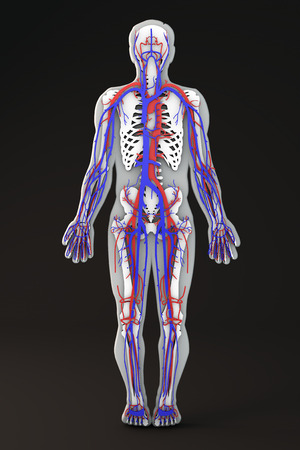 Human body skeleton section circulatory systemの写真素材