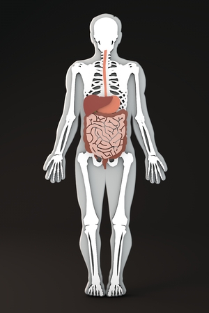 Section of the human body digestive systemの写真素材