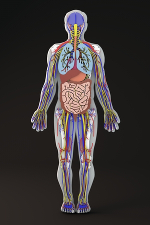 The human body, internal organs sectionの写真素材