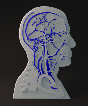 Facial veins circulatory system, section head の写真素材