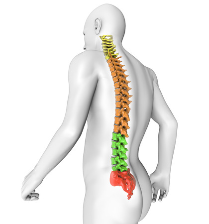 Spine anatomy human body  3d illustration of spine split by region の写真素材
