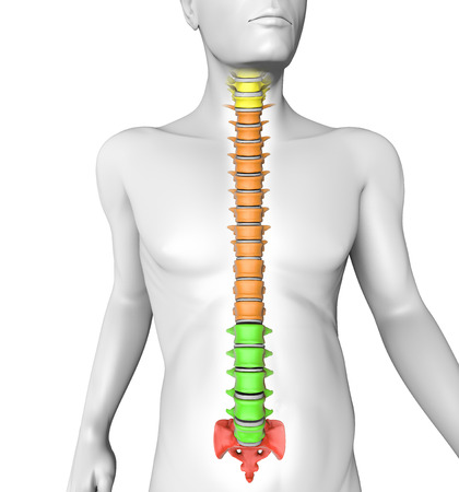 Spine anatomy human body  3d illustration of spine split by region の写真素材