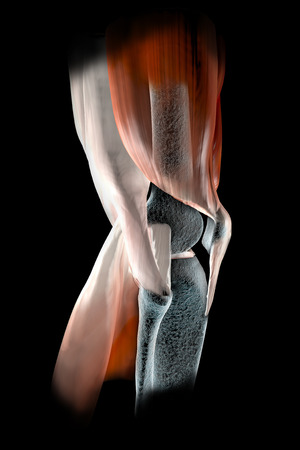 Knee ligaments, tendons, bones, muscles x-rayの写真素材