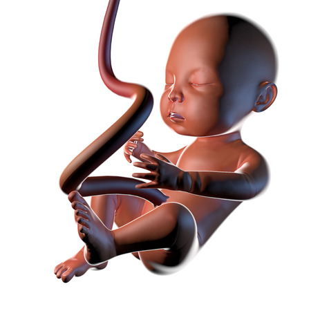 Fetus womb pregnancy childbirth umbilical cordの写真素材