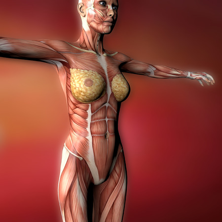 Female human body anatomy muscles and organsの写真素材