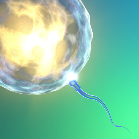 Conception ovum and spermの写真素材