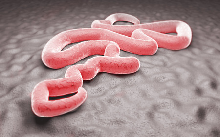 Ebola virus laboratory contagion danger epidemicの写真素材