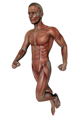 Fitness man body anatomy, muscles and skeletonの写真素材