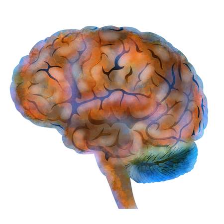 Human brain, mind illustrationの写真素材