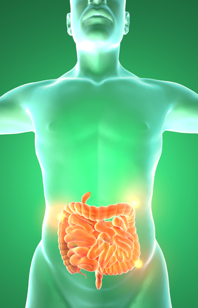 Men's internal organs, digestive system, intestines. 3d renderingの写真素材