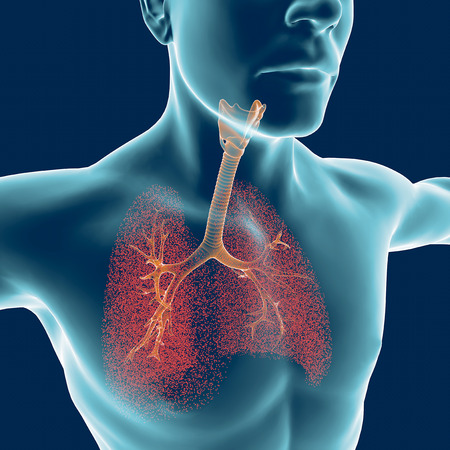 Bronchi, the human body, man, lungs, inflammation. 3d renderingの写真素材
