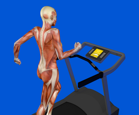 Human body, woman running, muscular system, treadmill, gym, gymnastics, 3d renderingの写真素材