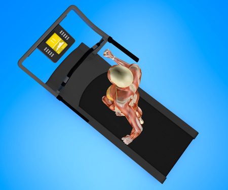 Human body, woman running, muscular system, treadmill, gym, gymnastics, 3d renderingの写真素材