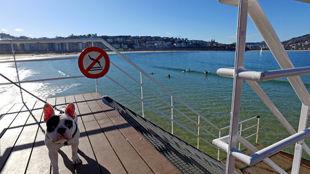 A dog walking on the pier of Donostia-San Sebastian, Basque Country, City, Spain. The beach of La Concha from the pier, panoramic view. 28/01/2017の写真素材