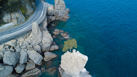 The Rock of Cadrega, maritime pine tree, aerial view, waterfront between Santa Margherita Ligure and Portofino, Paraggi, Liguria, Italyの写真素材