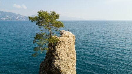 The Rock of Cadrega, maritime pine tree, aerial view, waterfront between Santa Margherita Ligure and Portofino, Paraggi, Liguria, Italyの写真素材