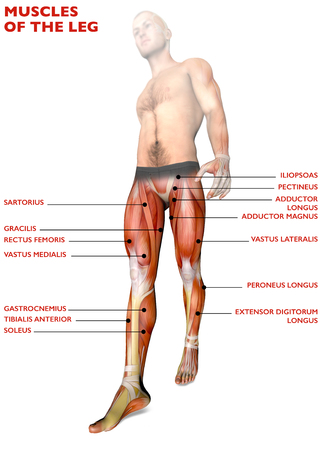 Leg muscles, human body, anatomy, muscle system. 3D renderingの写真素材