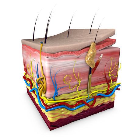 Human body skin section, anatomy, 3d section of human skin. 3d renderingの写真素材