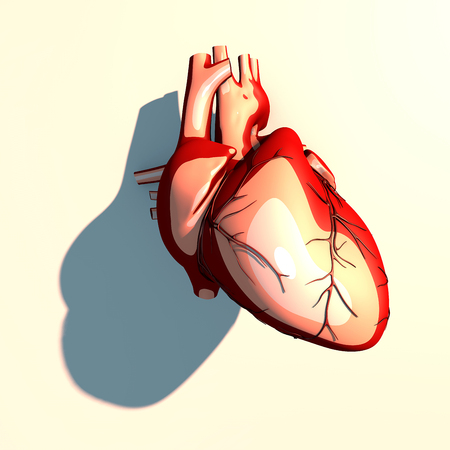 The heart is a muscular organ, which pumps blood through the blood vessels of the circulatory system, long shadow, 3d renderingの写真素材