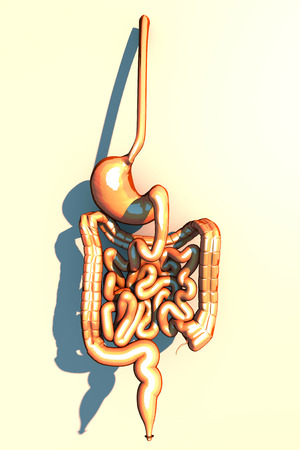 Intestine, digestive system, stomach, esophagus, duodenum, colon with elongated shade. Human anatomy. 3d renderingの写真素材