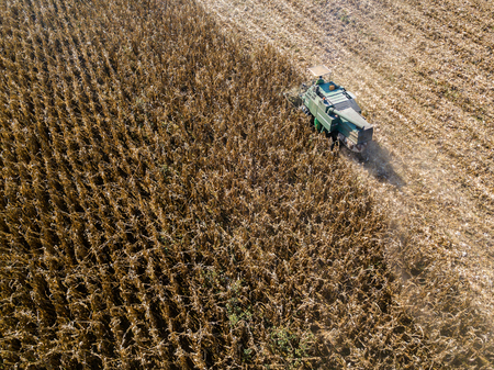 Combine harvesting seed from fields, aerial view of a field with a combine harvester with cornhusker gathering the crop. Agriculture and cultivation, cuttings, corn threshing, fields in the countrysideの写真素材