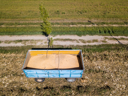 Maize trailer, corn harvesting from the field using a metal box, trailerの写真素材
