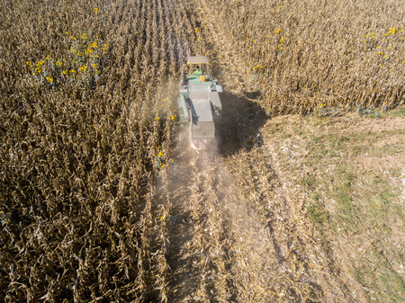 Combine harvesting seed from fields, aerial view of a field with a combine harvester with cornhusker gathering the crop. Agriculture and cultivation, cuttings, corn threshing, fields in the countrysideの写真素材