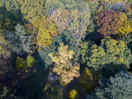 Nature and landscape: aerial view of a park, autumn foliage, leafy meadow, green area, ecology. Park of a villa in the hinterland of Milanの写真素材