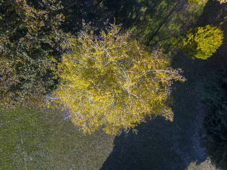 Nature and landscape: aerial view of a park, autumn foliage, leafy meadow, green area, ecologyの写真素材