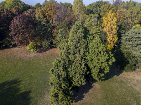 Nature and landscape: aerial view of a park, autumn foliage, leafy meadow, green area, ecologyの写真素材