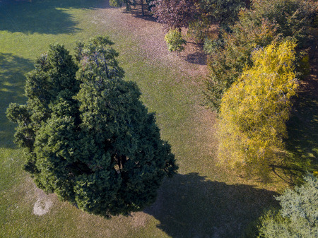 Nature and landscape: aerial view of a park, autumn foliage, leafy meadow, green area, ecologyの写真素材