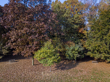 Nature and landscape: aerial view of a park, autumn foliage, leafy meadow, green area, ecology. Bench and tableの写真素材