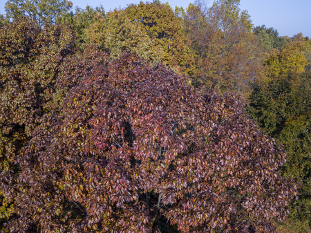 Nature and landscape: aerial view of a park, autumn foliage, leafy meadow, green area, ecology. Bench and tableの写真素材