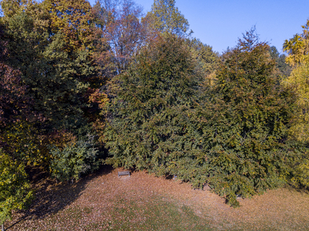 Nature and landscape: aerial view of a park, autumn foliage, leafy meadow, green area, ecology. Bench and tableの写真素材