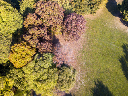 Nature and landscape: aerial view of a park, autumn foliage, leafy meadow, green area, ecologyの写真素材