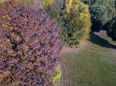 Nature and landscape: aerial view of a park, autumn foliage, leafy meadow, green area, ecologyの写真素材
