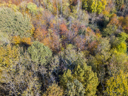 Nature and landscape: aerial view of a forest and a naturalistic path, autumn leaves, greenery and trees, outdoor walks, wildlife. Foliageの写真素材